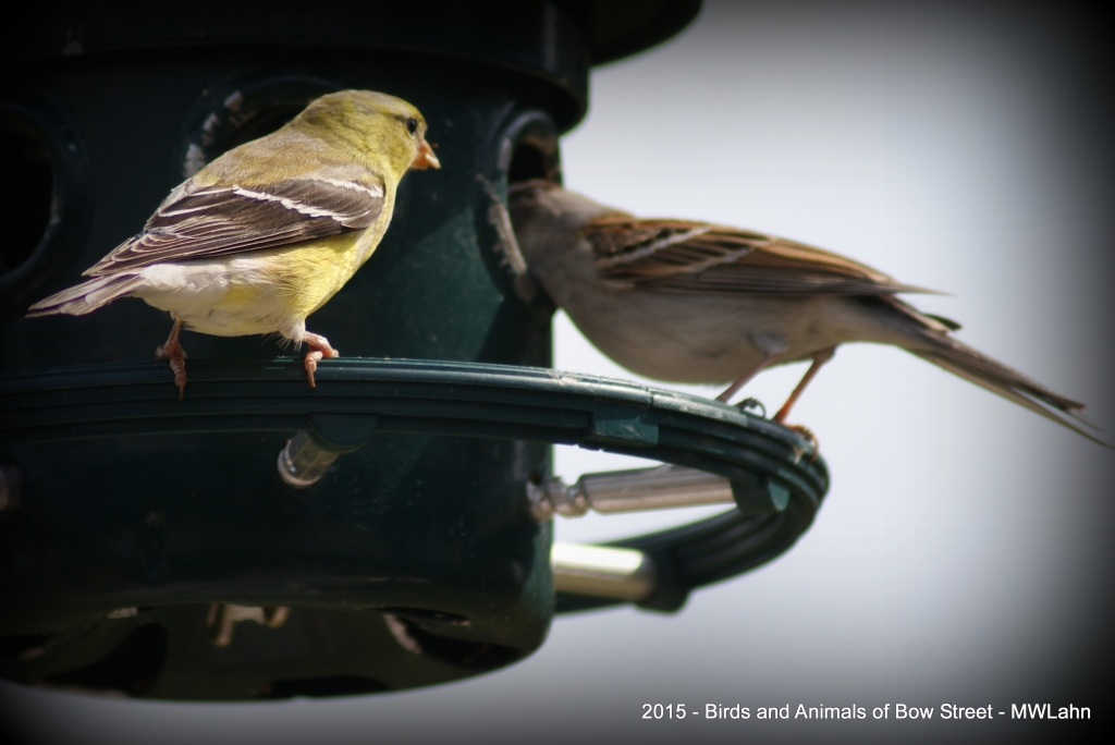 Goldfinch and Chipping Sparrow deciding who gets to eat