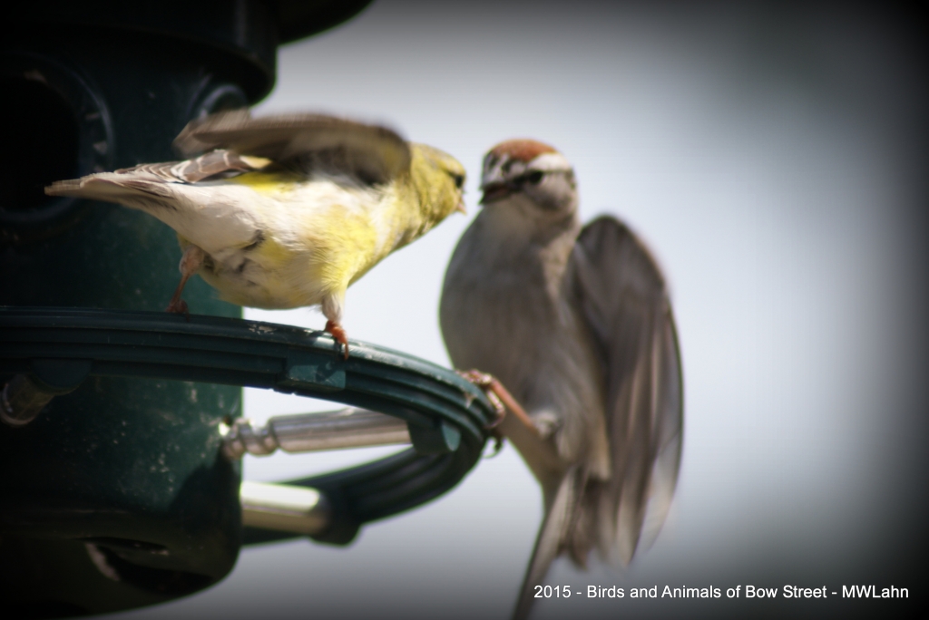 Goldfinch and Chipping Sparrow deciding who gets to eat