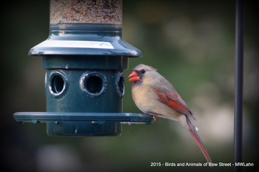 Female Cardinal at the feeder