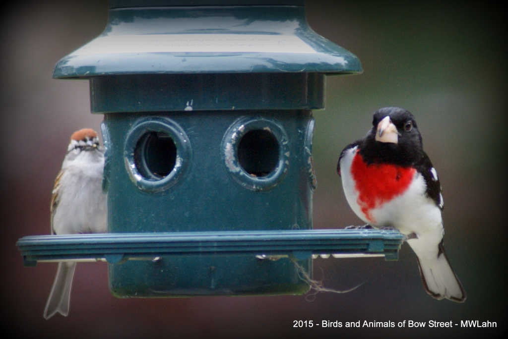 Chipping Sparrow and Rose-breasted Grosbeak