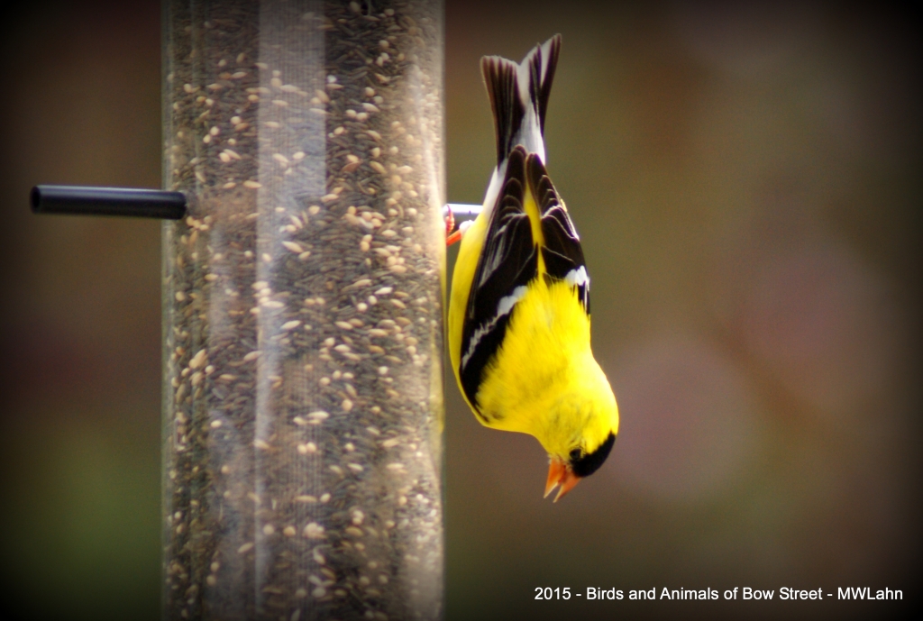 Goldfinch eating upside-down