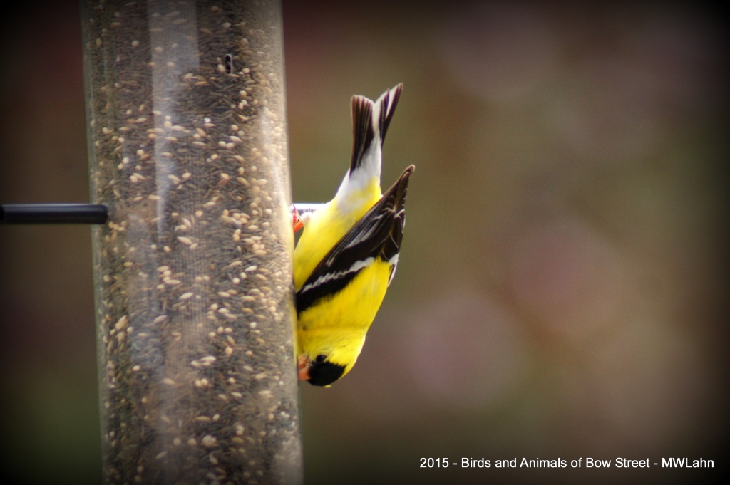 Goldfinch eating upside-down