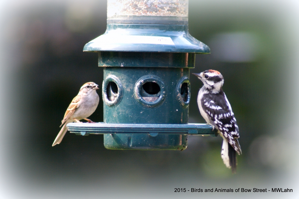 Chipping Sparrow and Woodpecker