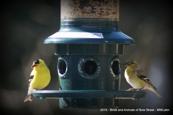 Goldfinch Pair