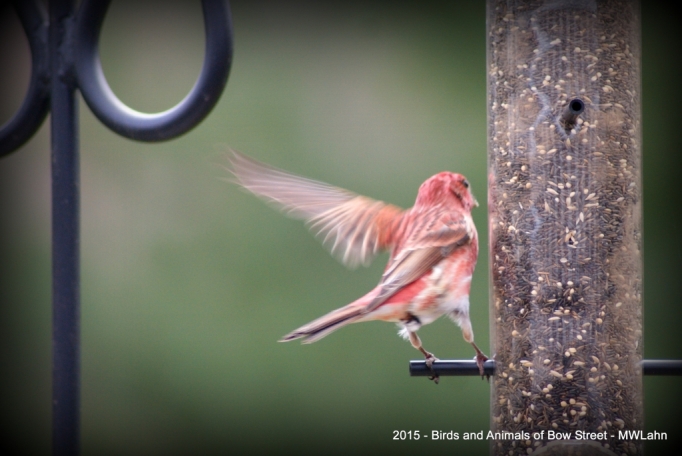Purple Finch coming in for a landing