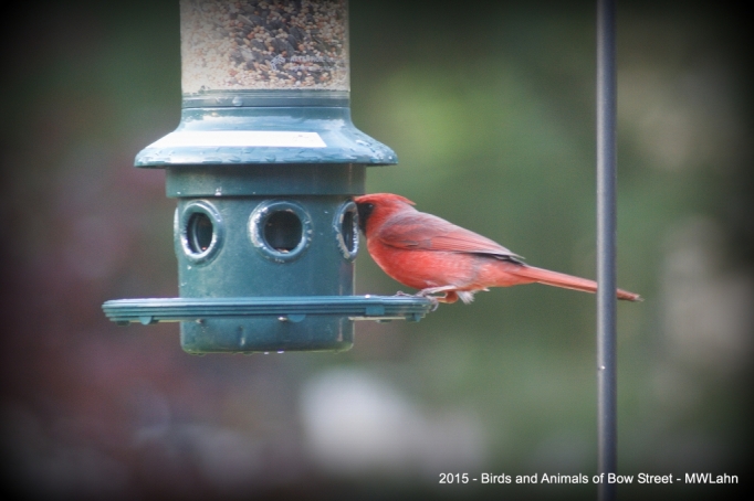 Male Cardinal (slightly obscured)