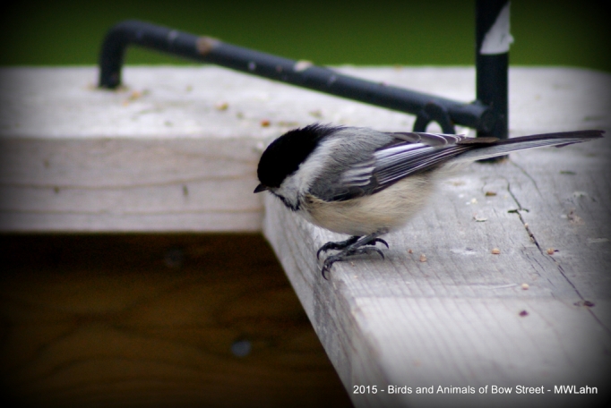 Chickadee
