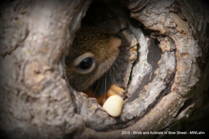 Baby Red Squirrel - Eyes Now Open