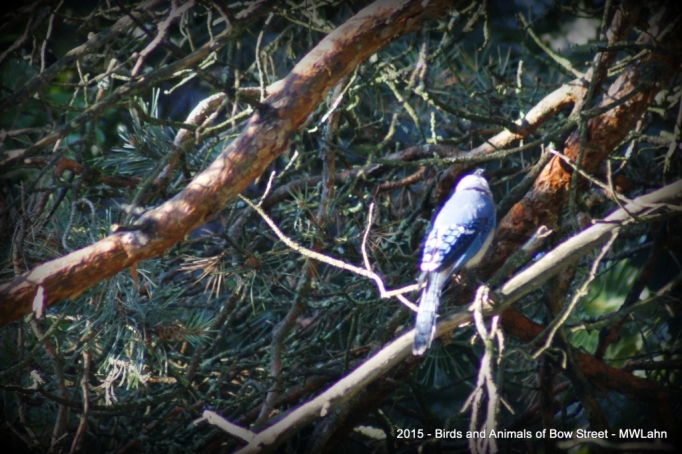 Blue Jay