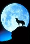 Wolf-Moon