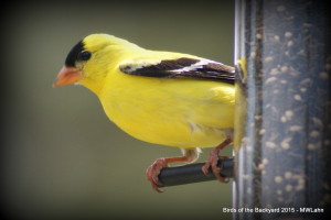 Goldfinch